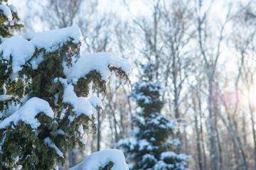 Juniper branches covered with snow on a natural background with a bokeh effect