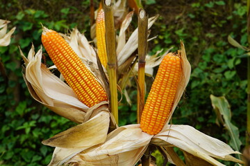Corn is a tall annual cereal grass (Zea mays) that is widely grown for its large elongated ears of...