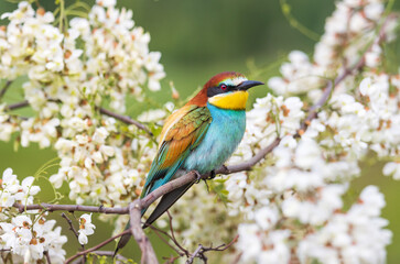 colorful wild bird in spring sits on a flowering branch