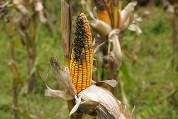 Moldy corn. View of corn with Ear Rot, damage commonly caused by insect infestations. Rotten corn with mold.  Aflatoxin Aspergillus flavus and Aspergillus parasiticus. Used for food and animal feed. 