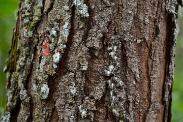 Pine tree bark texture