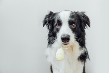 Naklejka na ściany i meble Happy Easter concept. Preparation for holiday. Cute puppy dog border collie holding Easter egg in mouth isolated on white background. Spring greeting card