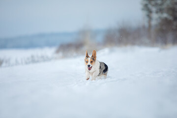 Cute Corgi dog running fast in the snow. Dog in winter. Dog action photo