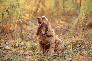 a dog sitting in the park in autumn, 