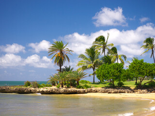 Fototapeta na wymiar ハワイ、オアフ島、アリイビーチパークの椰子の木