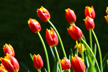 Colorful red tulips blossom in spring