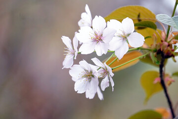 桜の花（クローズアップ）