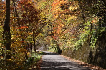 石川県道33号白山公園線の紅葉（石川県白山市）