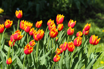 Colorful red tulips blossom in spring