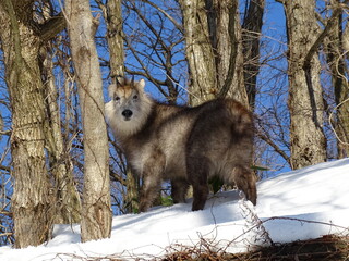 雪国のニホンカモシカ