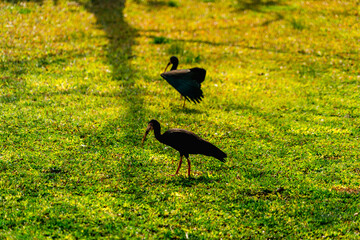silhouette of birds in the grass