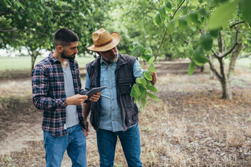 farmers talking on walnut orchard