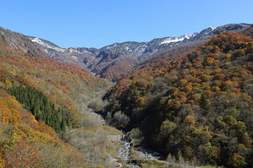 石川県道33号白山公園線沿いの紅葉（石川県白山市）