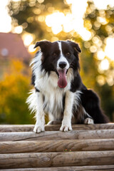Border Collie