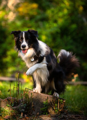 Border Collie