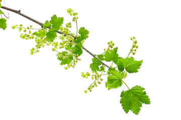 Branch of currant with young green leaves and flowers on white background. Studio Photo