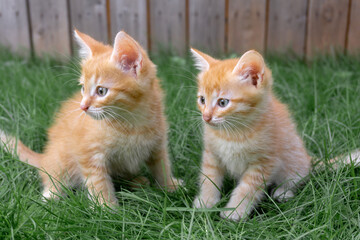 Fototapeta na wymiar Two little red kittens are sitting on the lawn in summer. Adorable cute pets.