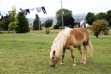 Handsome light brown horse with paler mane grazing in field, with clothes drying on line and farm...