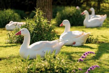 geese in the grass