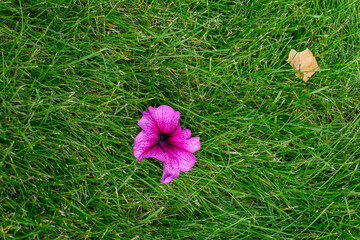 Gone with the wind pink petunia flower on a green lawn.