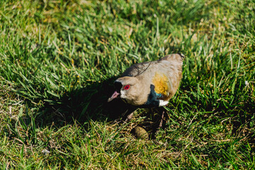 bird and it's egg