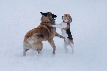 English beagle puppy and belgian sheepdog tervuren puppy are playing on a white snow in the winter park. Pet animals. Purebred dog.
