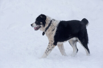 Cute central asian shepherd dog puppy is walking on a white snow in the winter park. Pet animals. Purebred dog.