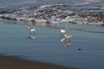 Sanderling sandpiper birds on the ocean beach foraging for food in the tide sand