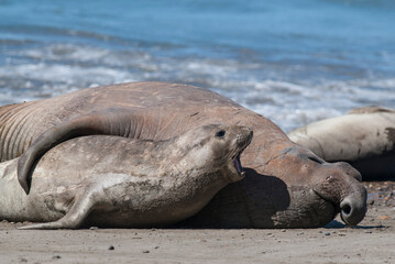 Elephant seal family, Peninsula Valdes, Patagonia, Argentina