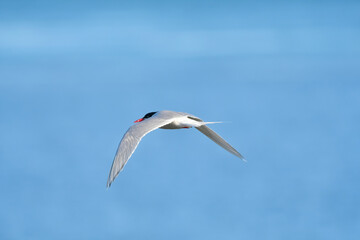 Obraz premium Sandwich Tern in flight, Patagonia Argentina.