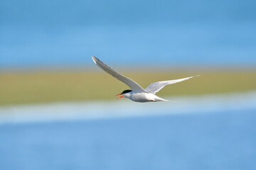 Sandwich Tern in flight, Patagonia Argentina.