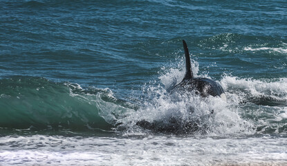 Naklejka premium Killer whale hunting sea lions,Peninsula Valdes, Patagonia Argentina