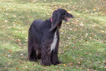 Cute black afghan hound is standing on a green grass in the autumn park. Eastern greyhound or persian greyhound. Pet animals. Purebred dog.