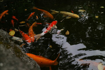 some koi fish in a clear pond