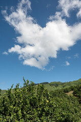 Fototapeta na wymiar Orchard forest under blue sky and white clouds