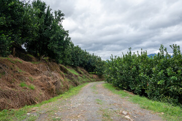A road in the grapefruit orchard leads to the distance, next to a whole row of green grapefruit trees