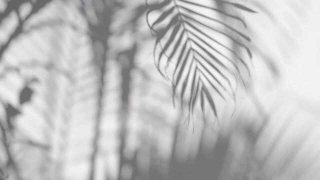 motion of shadow palm leaf in the wind blowing overlay on white wall background, concepts summer