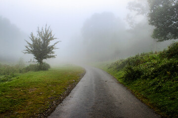 A road turns in the mist. the road turns and gets lost in the mist. There are a few trees and some vegetation disappearing into the fog.