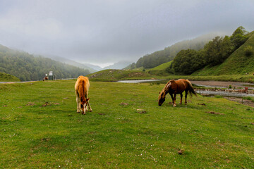 Wild horses in the mountain. Wild horses of the Pyrenees, potoks, graze the green grass at the edge of a lake in the mountains.