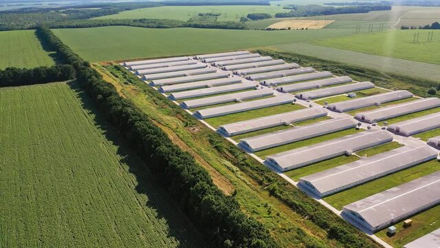 White long barns at the present-day farming complex. Agribusiness plant for breeding domestic animals aerial view. Green plantations backdrop.
