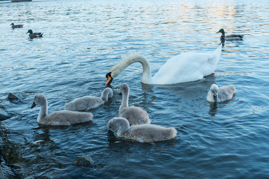 A group of young of Mute Swans  and an adult on the water - Cygnus olor at Abbotsbury Swannery, Dorset