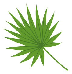 Fototapeta na wymiar Palm branch. Green fan leaf. Jungle plant