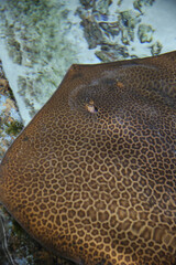 fish stingray blurred under water,  Leopard whipray (Himantura leoparda) in the pool 