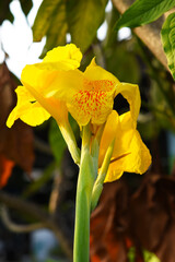 yellow canna flower in the garden.