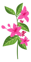 Blooming tropical plant with pink flowers. Hibiscus branch