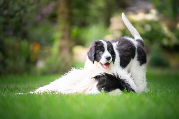 Psy rasy landseer - szczeniak zaczepia dorosłego psa - obrazy, fototapety, plakaty