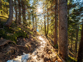 Forest hike trial with the sun rays as the guidance for the right direction