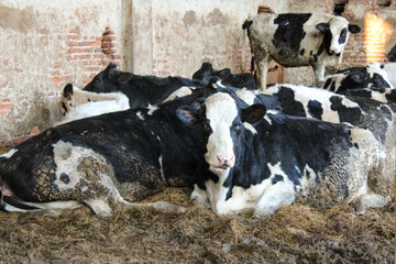 Mucche riposano nella stalla fangosa