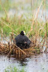 White winged Coot in her nest with chicks, La Pampa, Argentina
