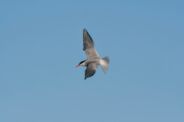 Obraz premium Sandwich Tern in flight, Patagonia Argentina.